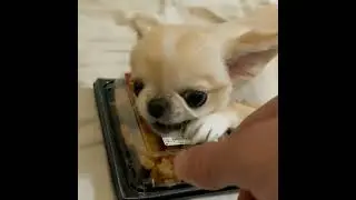 🤣🤣#catentertainment #dog #catstime