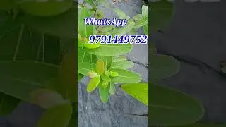yellow Melastoma plant/💛💛💛💛/plantsonlinesale /gardeningmalayalam