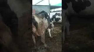 Abs Bull Result My dairy farm Piper Armada Wisconsin Brovo Endouver 40116 40120 alok jaguar keseriyo