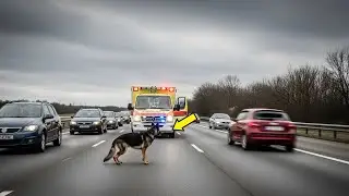 German Shepherd Blocks Ambulance in Road &mdash;When Paramedics Follow Him, They Can't Believe Their Eyes
