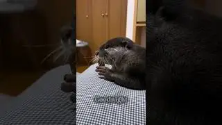Otter Tsubumi clean his paws before &Iacute;🥰🦦|Cute Otter #ytviral #ytshorts  #cuteanimal #funnyotter