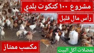 دراسة جدوي مشروع 100 كتكوت بلدي، مكسب عالي برأس مال صغير ومخاطرة قليله