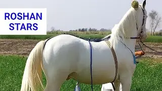 Beautiful Horse Riding in Open Fields &ndash; Pure Freedom