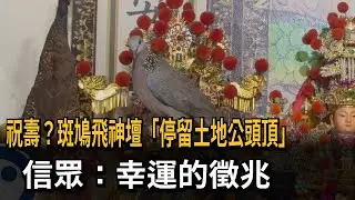 祝壽？ 斑鳩飛神壇「站在土地公頭頂」 信眾：幸運徵兆－民視新聞