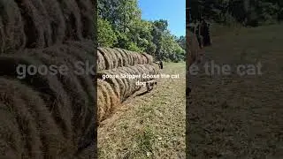 У моей собаки избирательный слух.