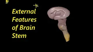 External Features of Midbrain | مليان نيمونكس