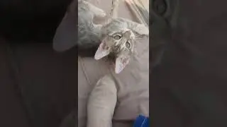 kittens are so aggressive today