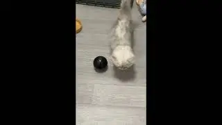 Mochi & black ball #shorts #funnypets #cat #dog #pet #funny #lovely #寵物 #可愛 #貓 #狗 #萌寵