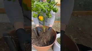Putting our new Vivosun grow tent to the test. #indoorgardening #hotpeppers #gardening #indoorplants