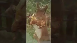 Squirrel eating apple 😍