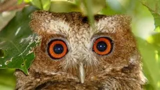 El plumaje del m&uacute;caro