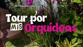 Como recuperé mis orquídea |Contentamiento y paciencia 