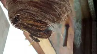 Costruzione del nido primario della vespa crabro