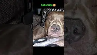 🥀Sleepy Fleepy🐶#shorts #viral #youtubeshorts #ytshorts #reels #dog #pitbull&nbsp; #shots #pitbulldog