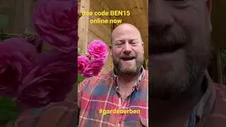 Watch my full personal review for a Gertrude Jekyll now and use code BEN15 @david_austin_roses ￼