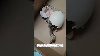 Beautiful ostrich hatching #wildliferescue #animals #ostrich #rescue #lovestory #love #birds  #cute