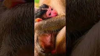 Congratulation !!!! Jane and Her newborn in this morning! #monkey #janemonkey