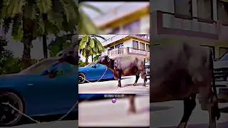 Elvish Yadav Attitude Status 😈 Yadavbrand2 edit Car Collection