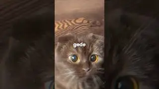 kenapa mata kucing jadi bunder item besar? #kucinglucu #kucing #memes #catlover #cat #shorts #fyp