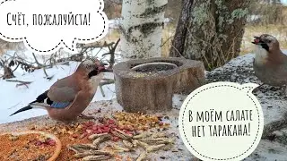 Красивые и наглые птицы сойки и робкие синицы в Птиченькином кафе