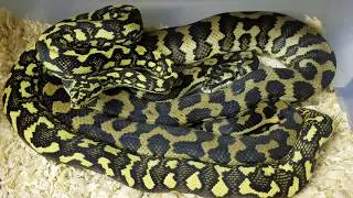 Jungle Carpet Pythons Breeding!