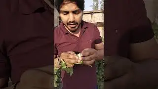 Bt cotton plant#explore #biology