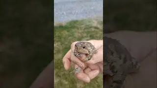 Frog Rescue