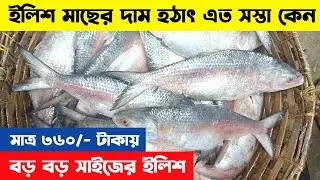 ইলিশ মাছ মাএ ৩৬০/- টাকায় পাওয়া যাচ্ছে ডায়মন্ডের আরতে | Diamond harbour fish wholesale market