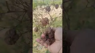 Saguan Tree Seeds Bunch #teak #teakwood #saguan