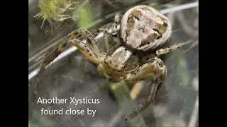 Wolf spider caught by Crab spider