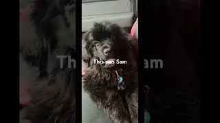 From this little fluff, to the calm that melts strangers everyday. 🐾#viral #dog #pets #usa#god