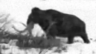 mammoth sighting
