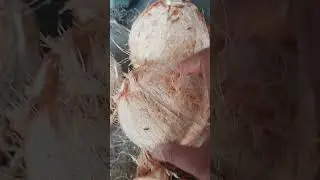 ANG BUKO