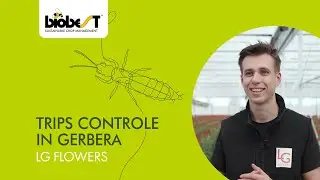 Success Story: Thrips control in gerberas - LG Flowers
