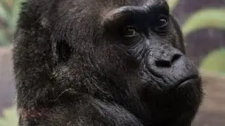 Nation's Oldest Known Gorilla Dies at 60