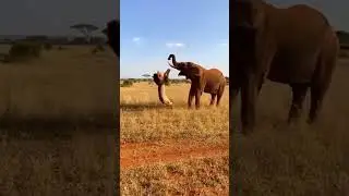 Lion Attacks First but Elephant Reacts Instantly!