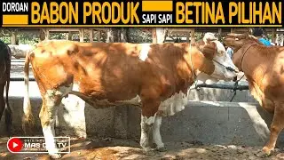Sapi Sapi Betina Pilihan Paling Super Satu Pasar Ambarketawang !! Babon Ini Paling Joss...