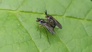 Rhaphium spec., paring