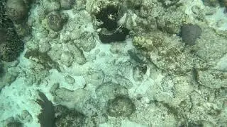 Incredible Parrot Fish Eating Coral
