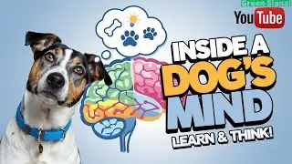 Inside a Dog&rsquo;s Mind: How They Learn and Think  #dogtrainingtips #caninebehavior #dogcognition #dogs