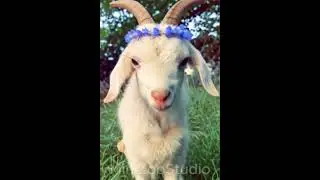 Cutest Baby Goat & Chick 🐐🐣#CuteAnimals #ViralShorts