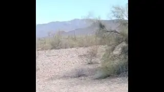 Quartzsite Buck Connors Western days event schedule