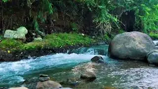 Forest Stream Flowing Around Big Rock &ndash; Real Jungle Sound for Deep Sleep