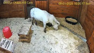 250601 Wilbur Make Off With Milo Melvin Feed -Goldy's Farm (YT 1605)