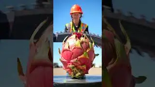 Cutting a Giant Dragon Fruit with an Areola Blade  Mesmerizing