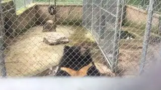 Oso obeso m&oacute;rbido sufriendo en el Union County Sportsmen's Club (Pensilvania)