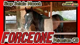 Terbaru Kondisi Kuda Pejantan FORCEONE G3 yang masih Bugar dan Perkasa diusia 20 tahun