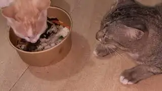 cat so cute eating