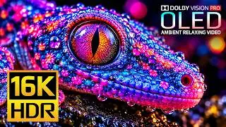 The Sharpest OLED HDR Test Ever | Dolby Vision HDR 16K 120fps (4K Video • 8K Ultra HD TV)