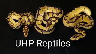 Enchi Clown & Super Enchi Clown Holdbacks 2021